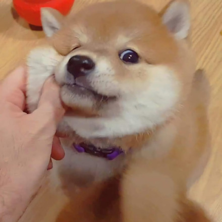 可爱的憨小柴微信头像