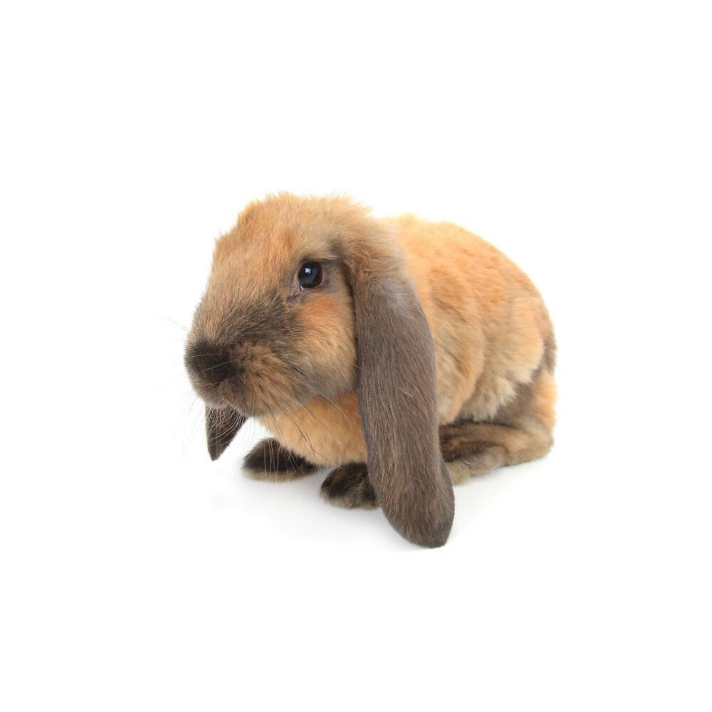 白底可爱小兔兔微信头像