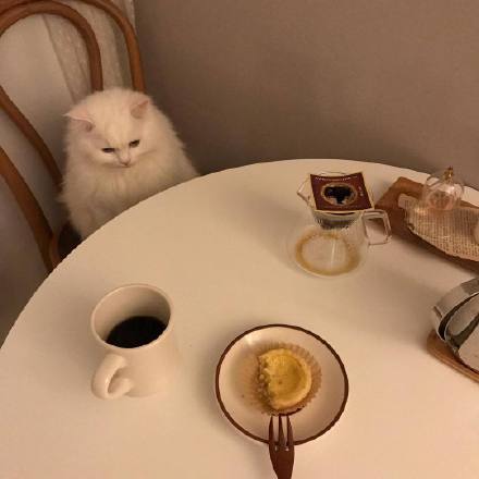 坐在餐桌前的猫素材图片