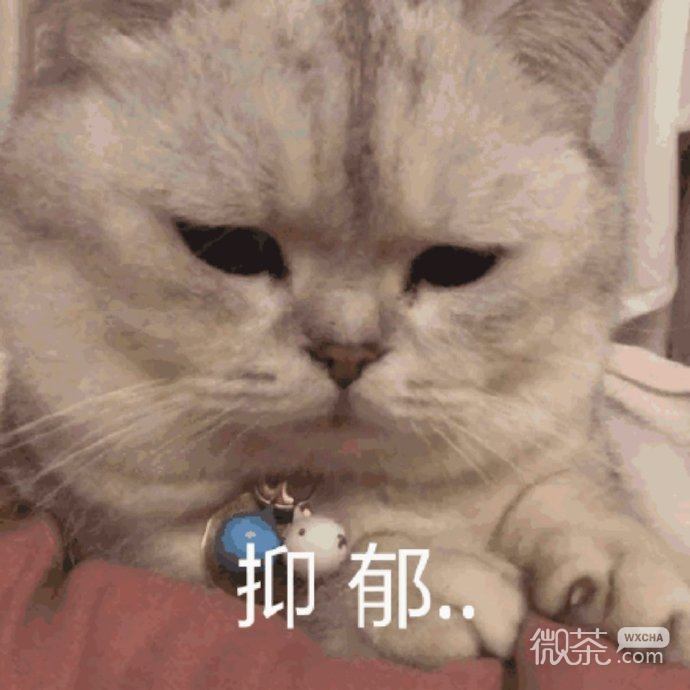 可爱小猫猫微信表情包