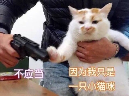 沙雕猫猫拿枪微信表情包