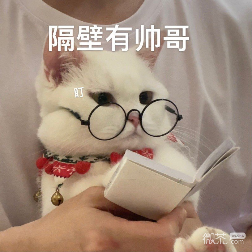 猫猫在线看《如何自己铲屎》可爱微信表情包