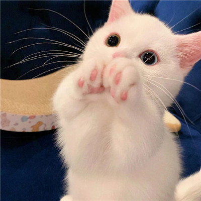 有个性的插画二次元可爱情侣头像