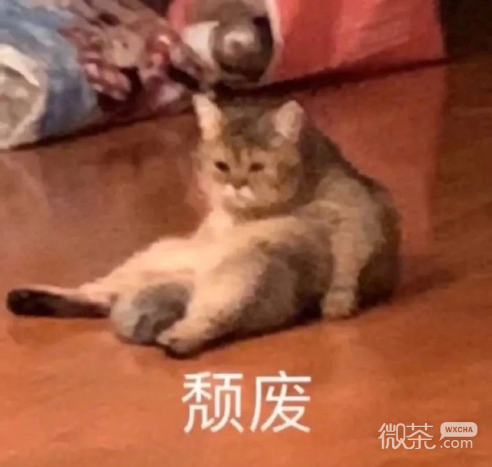 可爱小猫猫微信表情包
