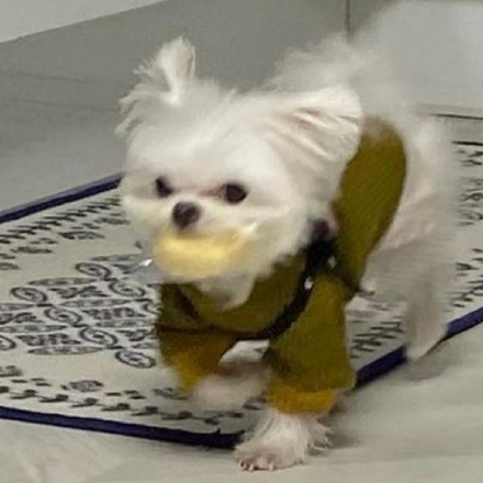 小狗叼着东西向你奔来可爱微信头像