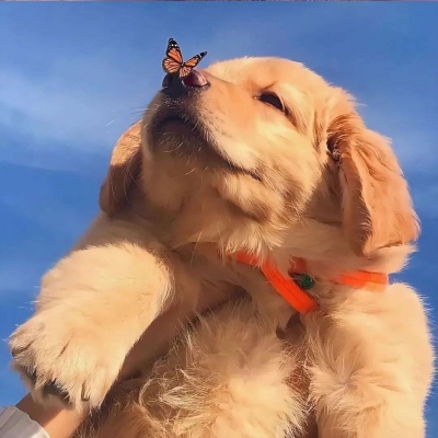 治愈系萌宠可爱微信头像