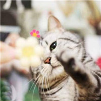 可爱萌萌的好看的宠物头像