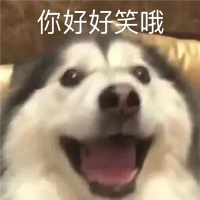 萌宠小动物带字表情包