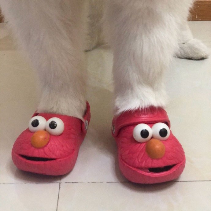 可爱狗狗穿鞋鞋微信头像