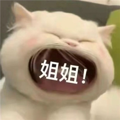 小猫咪超级可爱卖萌表情包