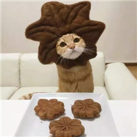 可爱有趣萌萌的猫咪情侣头像