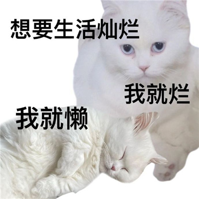 超级萌宠的小猫咪表情包