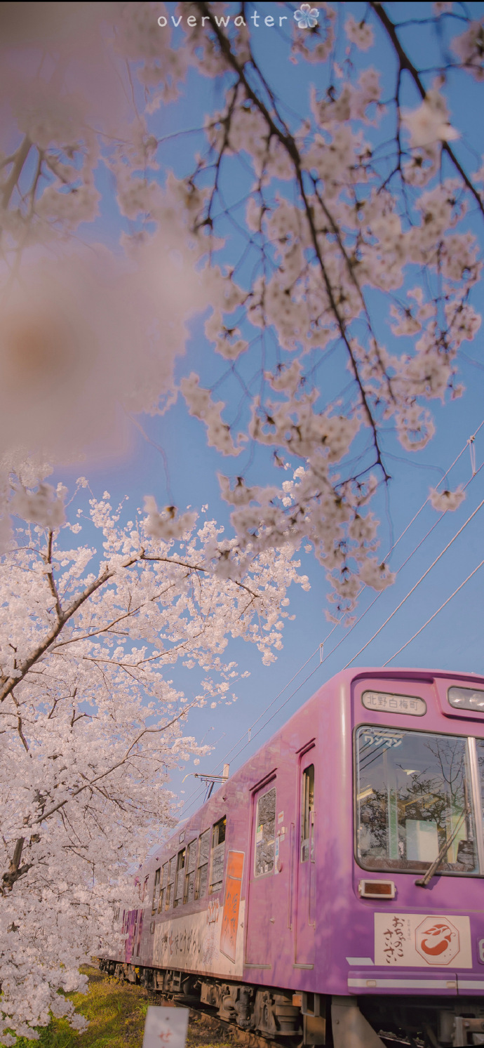 春天治愈风光微信朋友圈配图