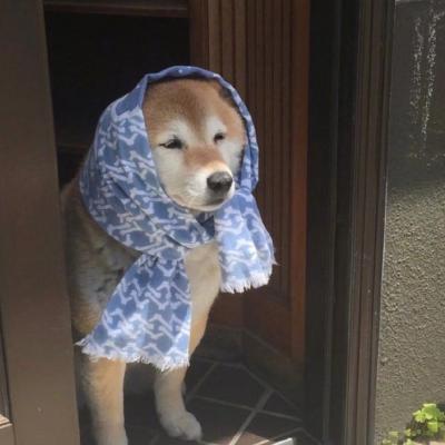 超级可爱的动物狗狗头像