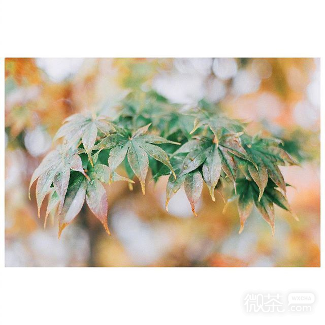 唯美风景干净素材图片