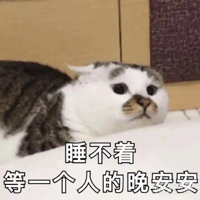 最可爱小宠物猫咪微信表情包 ​​​​