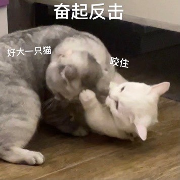 奶盖和九爷猫咪禁止发动色色卡微信表情包