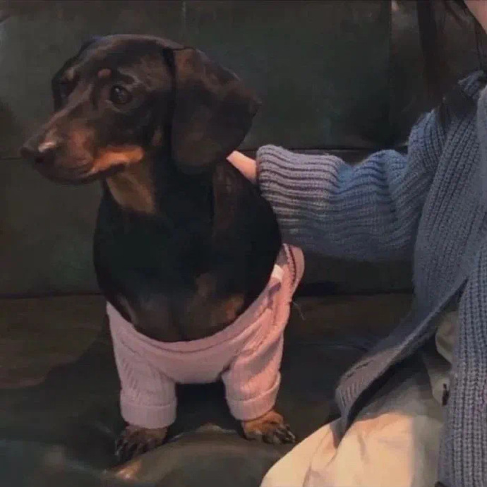 彰显家庭地位的沙雕情侣头像