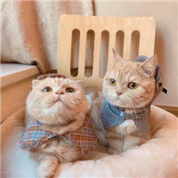 可爱有趣萌萌的猫咪情侣头像