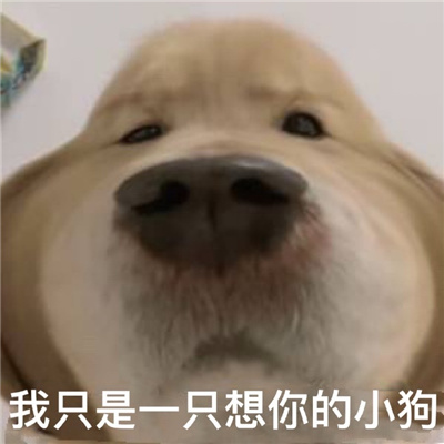 超好笑爆好笑的幽默表情