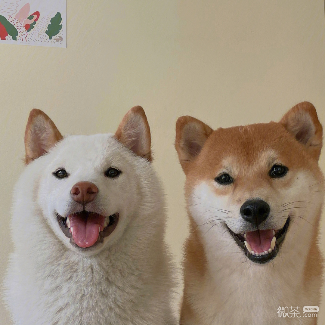 柴犬可爱微信头像